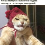 кот в шапке