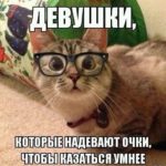кошка и очки